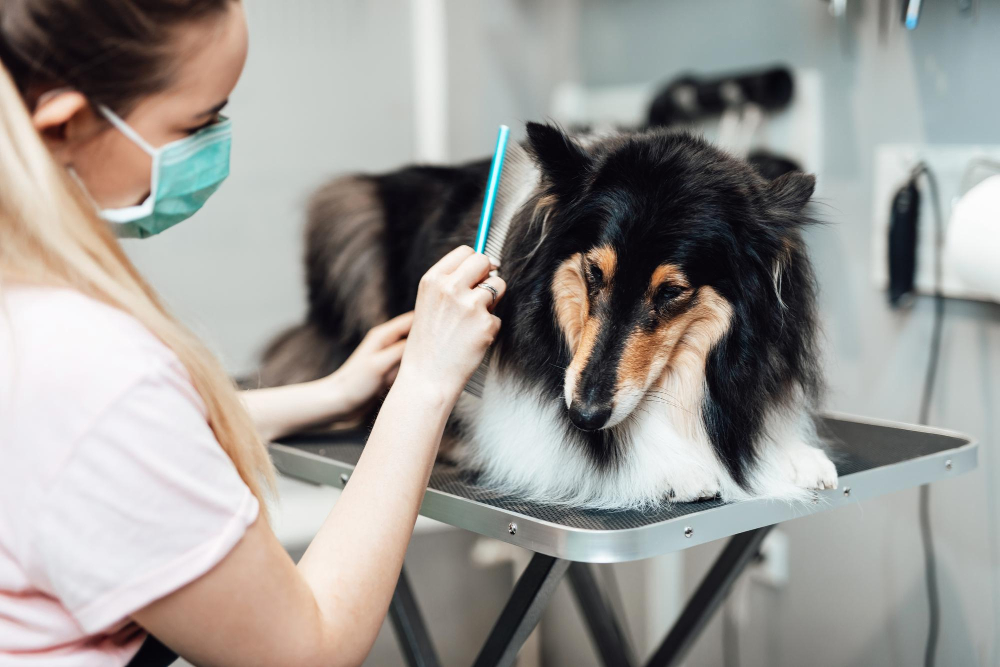 Cachorro correndo pelo campo