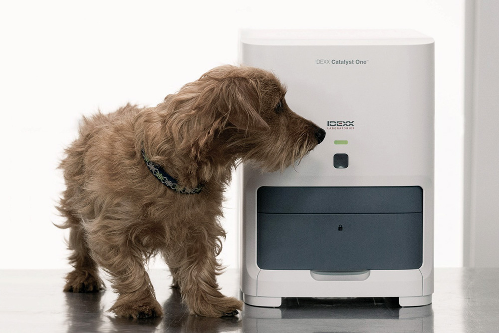 Cachorro correndo pelo campo