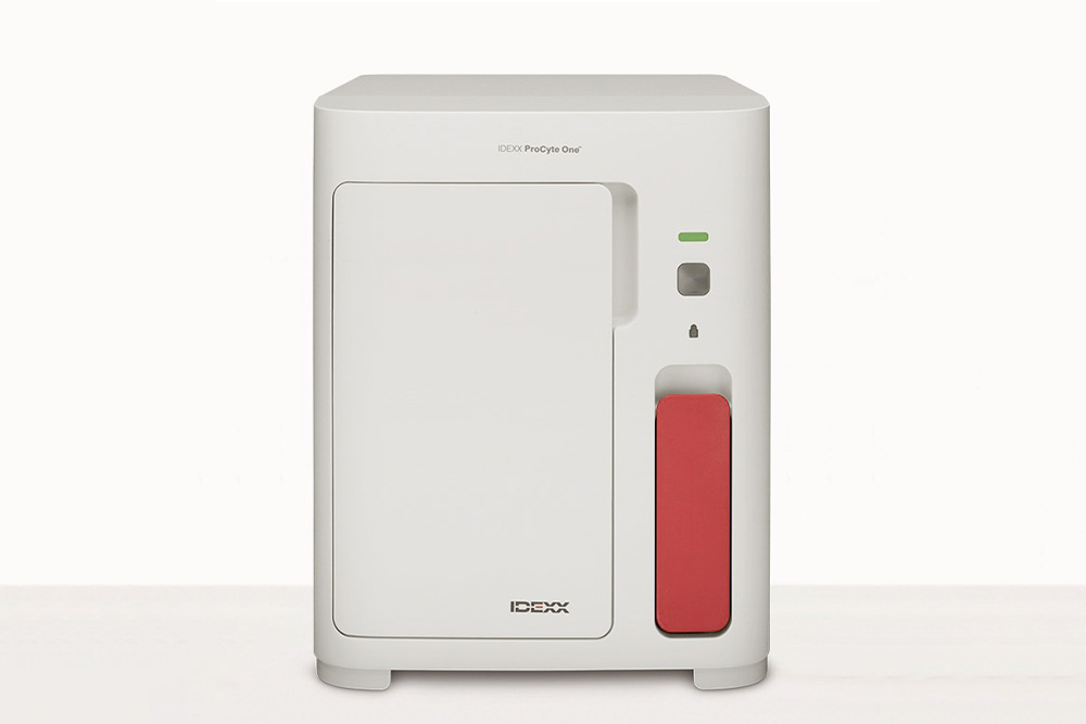 Cachorro correndo pelo campo