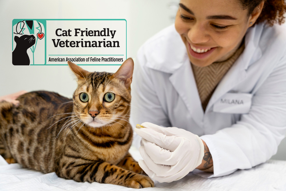 Consultas especializadas