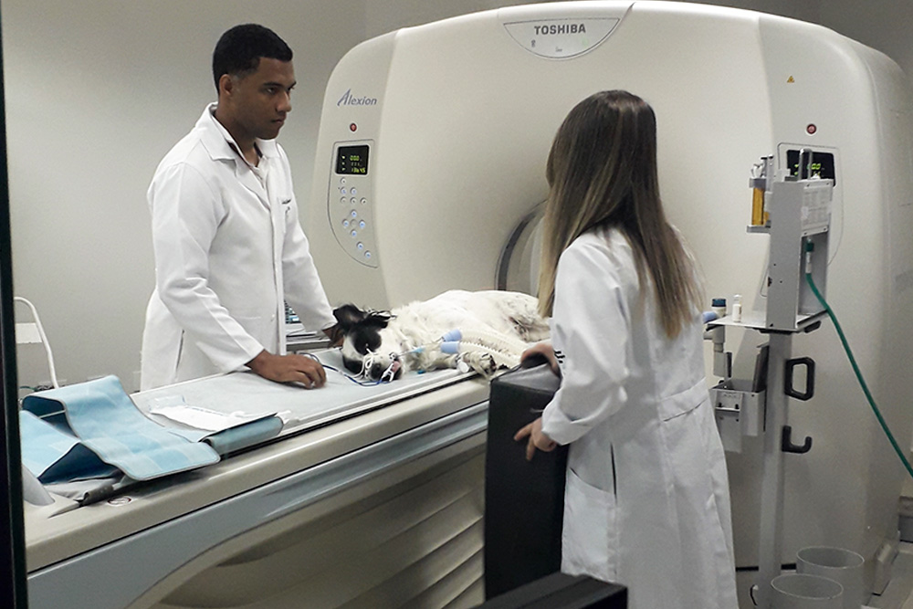 Cachorro correndo pelo campo