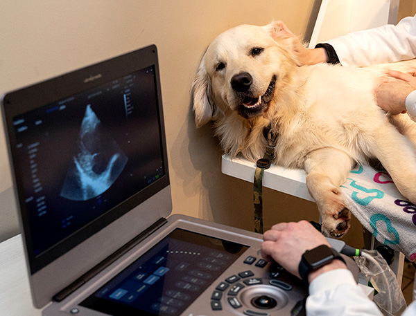 Cachorro de grande porte sendo consultado