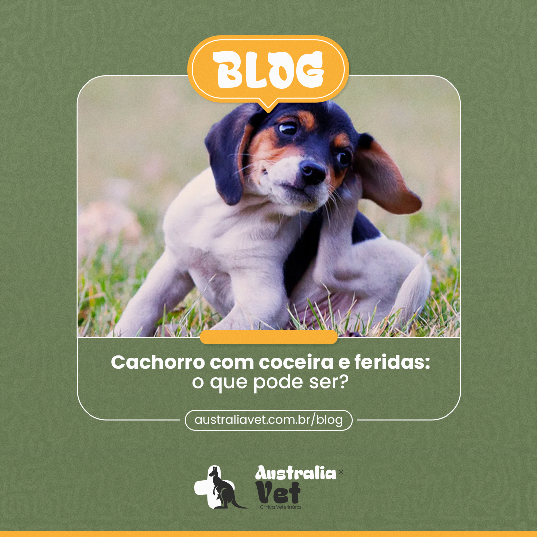 Cachorro com coceira e feridas: o que pode ser?