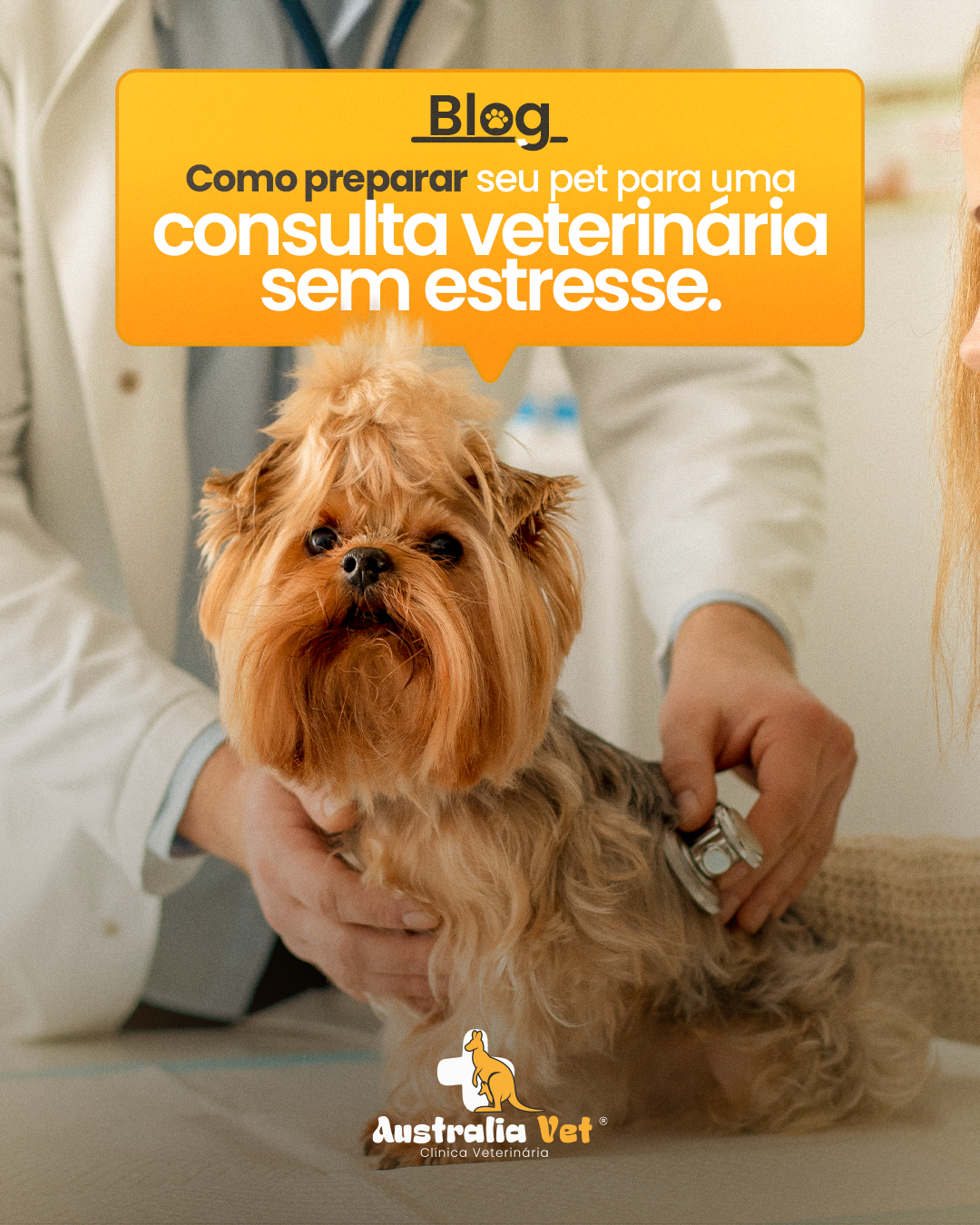 Como preparar seu pet para uma consulta veterinária sem estresse