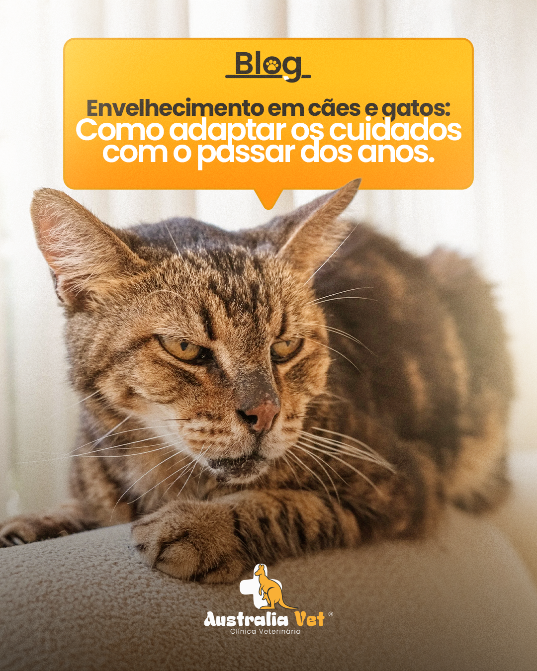Envelhecimento em cães e gatos: Como adaptar os cuidados com o passar dos anos