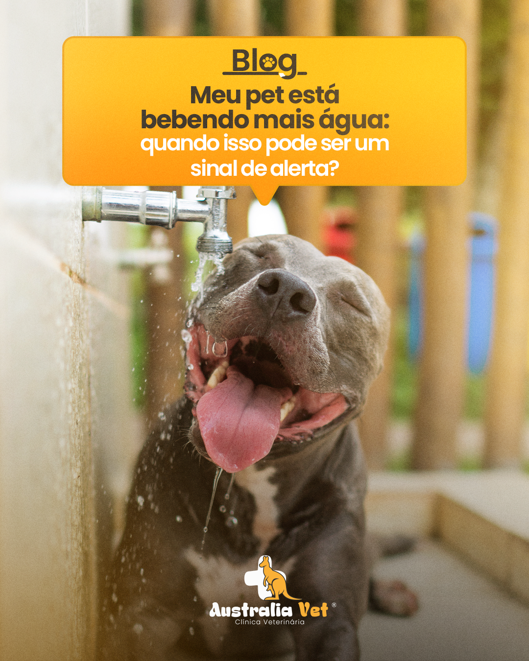 Meu pet está bebendo mais água: quando isso pode ser um sinal de alerta?