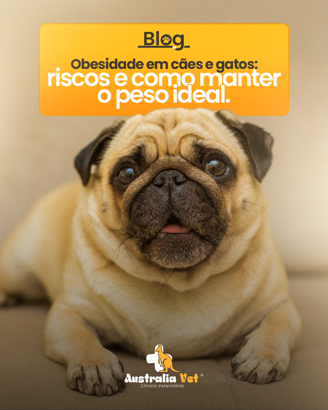 Obesidade em cães e gatos: riscos e como manter o peso ideal