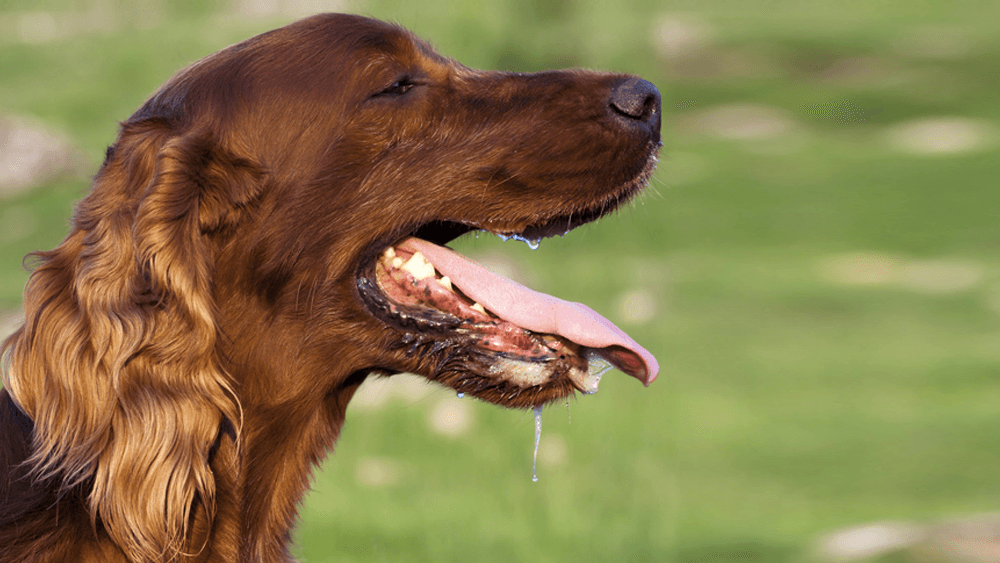 Por que os cães ofegam?