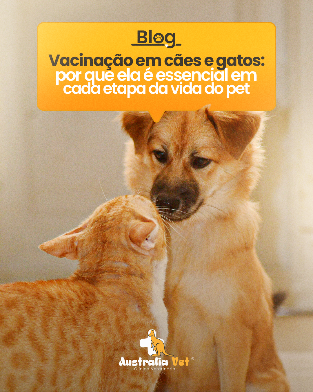Vacinação em cães e gatos: por que ela é essencial em cada etapa da vida do pet