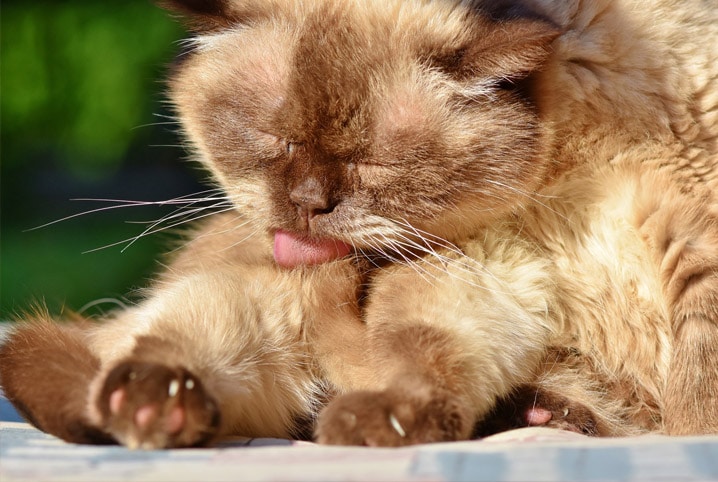 Veja como saber se seu gato está desidratado e como ajudar